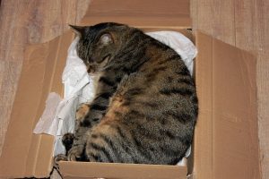 Cat in small box